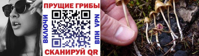 Псилоцибиновые грибы GOLDEN TEACHER OMG зеркало Калининск